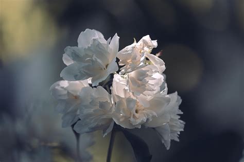 茉莉花畫|超过 60000 张关于“茉莉花 画”和“茉莉花”的免费图片